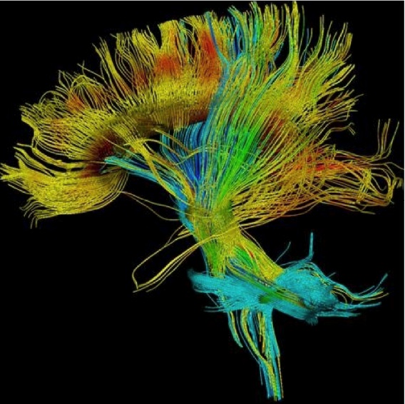 Diffusion MRI: Curve Inference and Streamline Flows