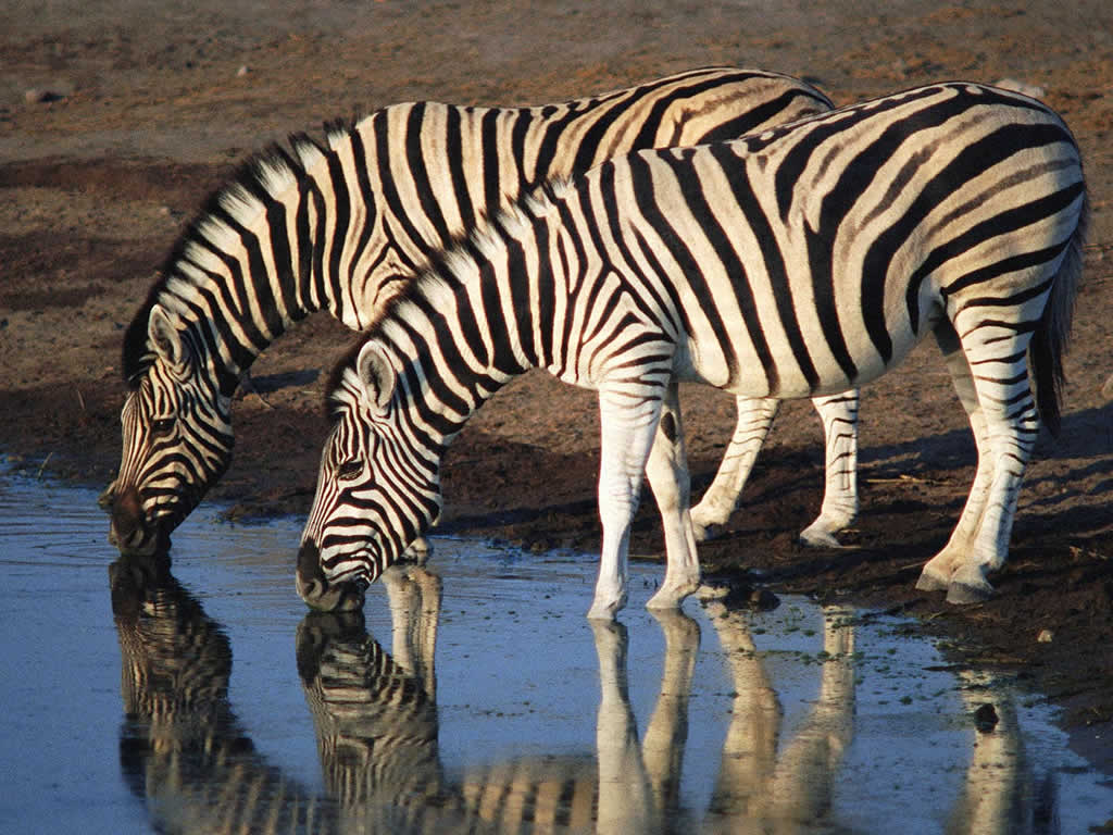 Zebra and its stripes